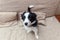 Funny portrait of cute smilling puppy dog border collie at home on couch waiting for reward