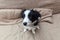 Funny portrait of cute smilling puppy dog border collie at home on couch waiting for reward