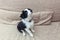 Funny portrait of cute smilling puppy dog border collie at home on couch waiting for reward