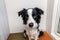 Funny portrait of cute smilling puppy dog border collie indoor. New lovely member of family little dog at home gazing and waiting