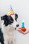 Funny portrait of cute smilling puppy dog border collie wearing birthday silly hat looking at cupcake holiday cake with number one