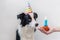 Funny portrait of cute smilling puppy dog border collie wearing birthday silly hat looking at cupcake holiday cake with number one