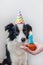 Funny portrait of cute smilling puppy dog border collie wearing birthday silly hat looking at cupcake holiday cake with number one