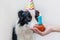 Funny portrait of cute smilling puppy dog border collie wearing birthday silly hat looking at cupcake holiday cake with number one