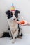 Funny portrait of cute smilling puppy dog border collie wearing birthday silly hat looking at cupcake holiday cake with one candle