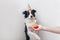 Funny portrait of cute smilling puppy dog border collie wearing birthday silly hat looking at cupcake holiday cake with one candle