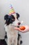 Funny portrait of cute smilling puppy dog border collie wearing birthday silly hat looking at cupcake holiday cake with one candle