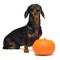 Funny portrait of a dog puppy breed dachshund black tan, and an orange festive pumpkin, isolated on a white background