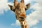 Funny portrait giraffe against blue sky clouds