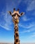 Funny Portrait. Giraffe with beautiful spotted skin
