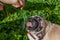 Funny Portrait healthy purebred cute pug outdoors in nature on a sunny day.
