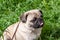 Funny Portrait healthy purebred cute pug outdoors in nature on a sunny day.