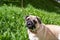 Funny Portrait healthy purebred cute pug outdoors in nature on a sunny day