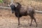 Funny portrait of a horned wildebeest in a nature reserve