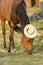 Funny portrait of a horse with a straw hat on its head