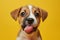 Funny portrait hungry puppy dog licking its lips with tongue. Isolated on yellow solid background. funny dog shows tongue. Hungry