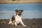 Funny portrait of jack russel terier