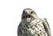 Funny portrait of a Kestrel with open beak
