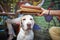 Funny portrait of labrador retriever looking bored and unsatisfied while his human making fun with books putting on his head