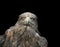 Funny portrait of a large brown bird of an eagle face on black