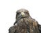 Funny portrait of a large brown bird of an eagle face on white