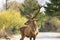 Funny portrait of a male deer on the road of Parnitha mountain in Greece.