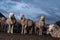 Funny Portrait of merino sheep in Africa