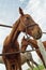 Funny portrait od brown mare horse in paddock