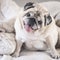 Funny portrait of old dog sitting. Nice pug brown smile at the camera. Concept of animal owner and domestic lifestyle. Best friend