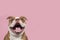 Funny portrait of an old english bulldog with a huge smile on the corner of the image on a pink background with copy spacesmile on