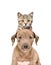 Funny portrait of a pit bull puppy and kitten Scottish Straight