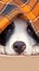 Funny portrait Puppy border collie lying under plaid indoors