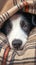 Funny portrait Puppy border collie lying under plaid indoors