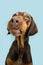 Funny portrait puppy doberman dog making a disagree or pensive expression face. Isolated on blue pastel background