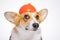 Funny portrait red and white corgi, wearing bright orange safety construction helmet, with big surprised eyes, on white background