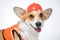 Funny portrait red and white corgi, wearing bright orange safety construction helmet on white background. Guest worker. Copy space