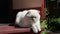 Funny portrait of short-haired domestic white kitten relaxing on porch at home. British cat walking outdoors in backyard on summer