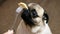 Funny portrait of a surprised and hungry pug, girl teases a dog with food, hypnotizes moving food in front of the muzzle