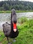 Funny portrait swan