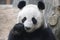 Funny Pose of Giant Panda, Baoding , China