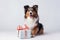 Funny positive cute adorable Collie dog doggy pet puppy sitting gift box present surprise pink ribbon isolated