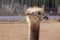 Funny positive proud ostrich, keeping head up, with green grass in its nib in zoo. The head of the big bird peeping out