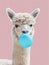 Funny poster. portrait of white alpaca blowing blue bubble gum, on a solid pink background, in a minimalist style with