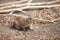 funny prairie dog went out for a walk, the wild life of the fauna of North America