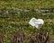 Funny preening great egret