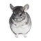 Funny pretty grey chinchilla