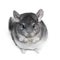 Funny pretty grey chinchilla