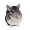 Funny pretty grey chinchilla