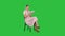 Funny pretty young woman in pink dress sitting on a chair and using tablet on a Green Screen, Chroma Key.