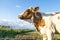 Funny profil portrait of a cow, the  head of a red cow with her head uplifted, looking with one eye, with white blaze